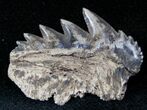 Fossil Cow Shark (Notorynchus) Tooth - South Carolina #12963-1